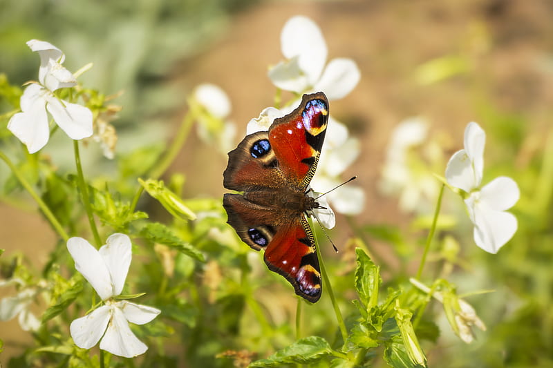 peacock butterfly, butterfly, macro, insect, flowers, HD wallpaper