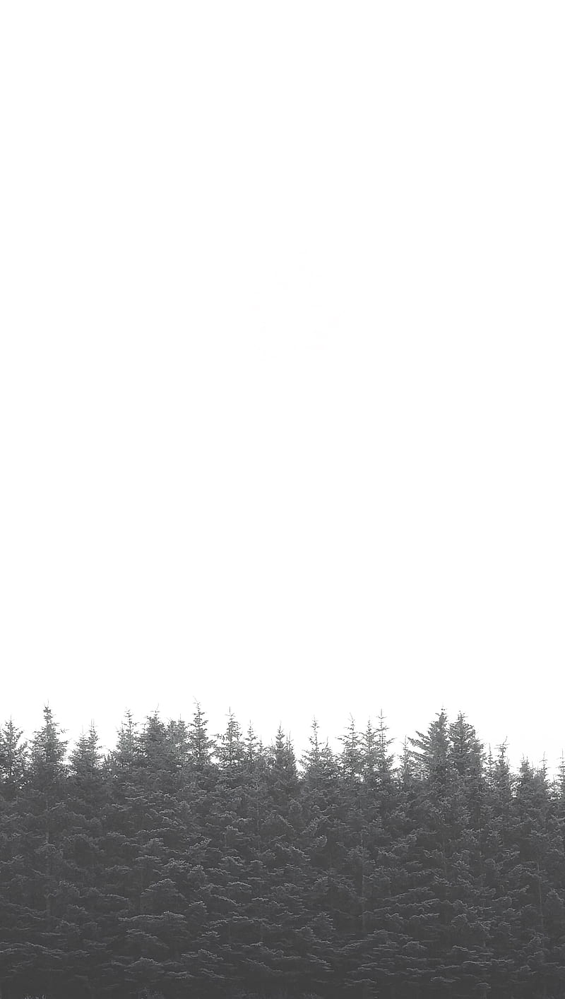 Treetops, forest, gris, tree, trees, white, HD phone wallpaper