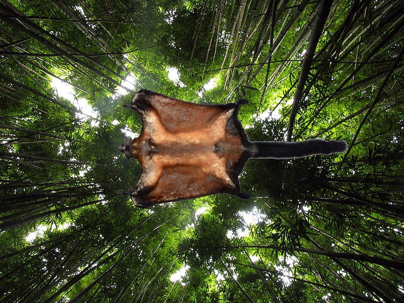 giant flying squirrel, above, trees, high, flight, HD wallpaper