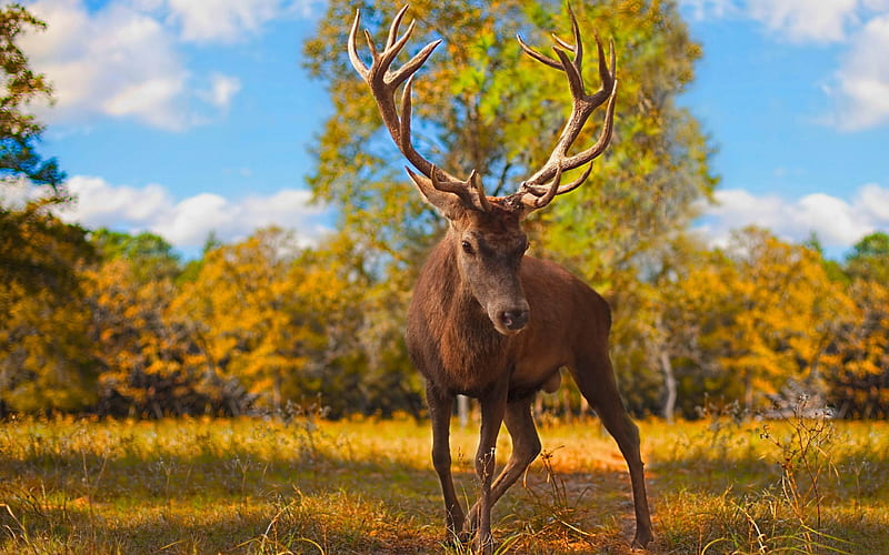 Milwaukee Bucks-Animal, HD wallpaper