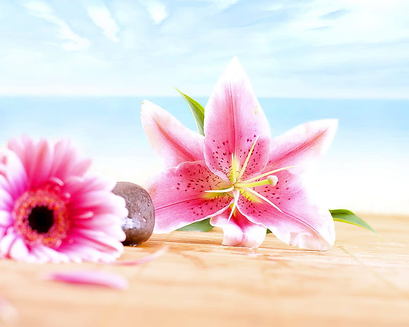 Flores rosadas, playa, flor, lirio, rosa, arena, Fondo de pantalla HD |  Peakpx