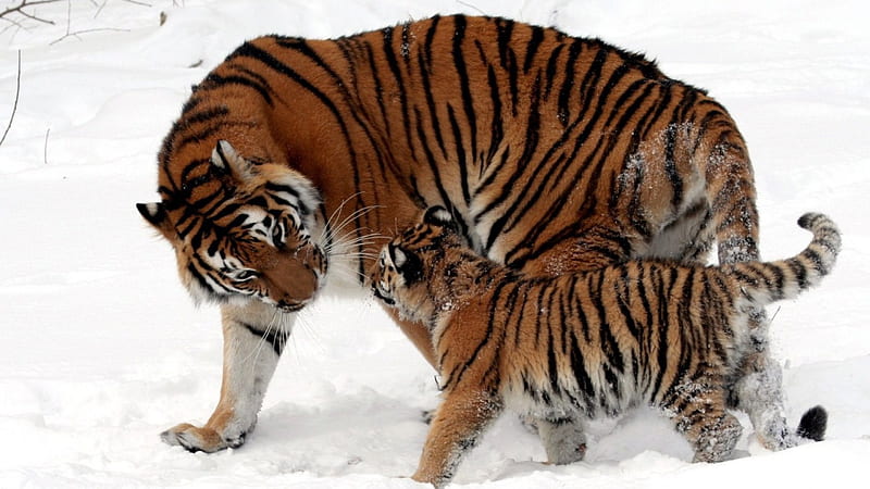 Tigress And Cub, cub, snow, tigress, wild, HD wallpaper