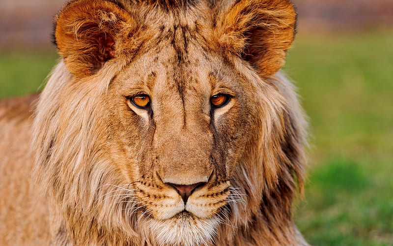 Lion-Animal selection, HD wallpaper