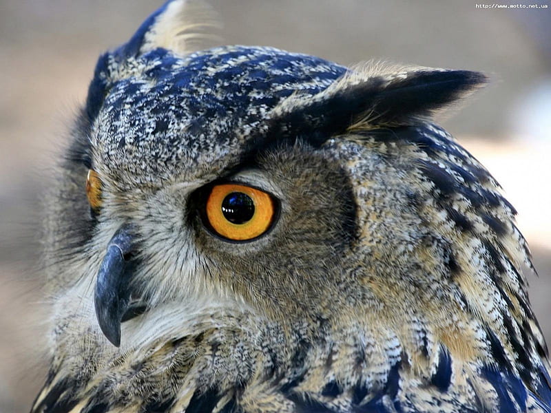 Great Horned Owl, owl, wings, horned, brown, ears, black, yellow eyes, animal, beige, beak, nature, great, white, feathers, HD wallpaper
