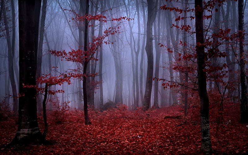 Red Autumn Foliage in Foggy Forest, red, forest, autumn, foggy, nature, foliage, HD wallpaper