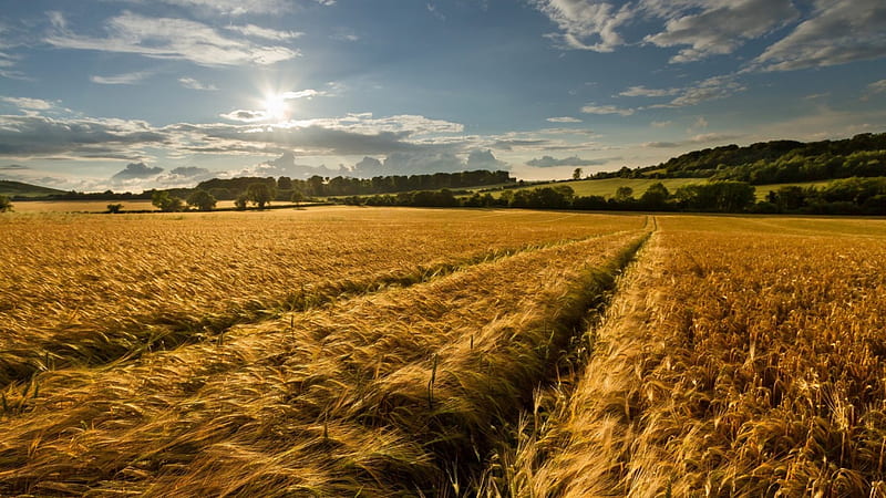 beautiful waves of grain, sun, fields, clouds, wheat, HD wallpaper