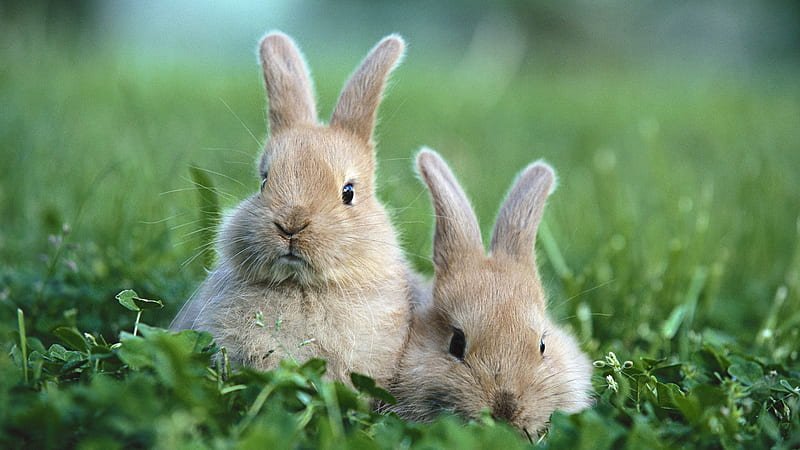 Light Brown And White Cute Two Rabbits Are On Greenfield Staring At The Camera Animals, HD wallpaper