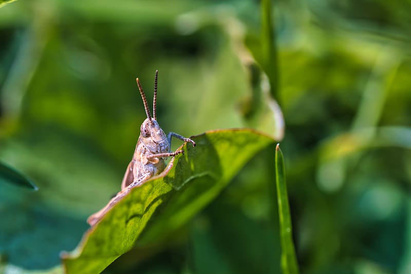 cricket, grasshopper, insect, leaf, blur, macro, HD wallpaper