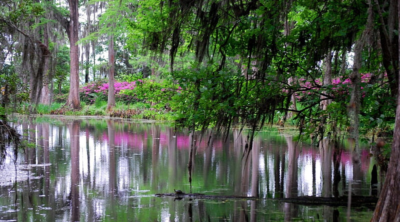 Mystical Swamp, Swamps, Rivers, Reflections, Nature, HD wallpaper Mystical Swamp, Swamps, Rivers, Reflections, Nature, HD wallpaper