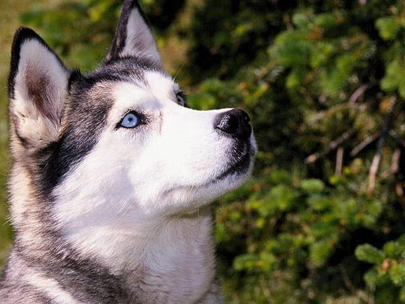 Husky Siberian, siberian husky, cachorro, husky, dog, HD wallpaper