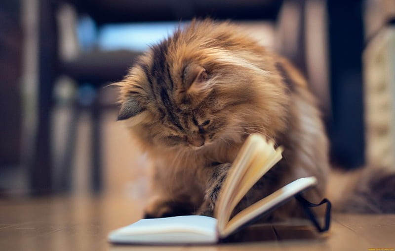Reading kitty, pretty, house, fluffy, home, read, bonito, adorable, sweet, nice, chairs, room, playing, lovely, floor, kitty, cat, cute, funny, kitten, HD wallpaper