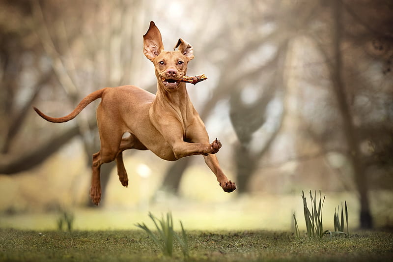 :D, brown, dog, flying, running, caine, funny, animal, HD wallpaper