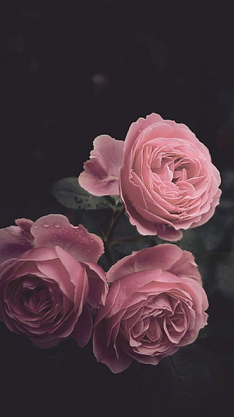 Pink Flowers Roses - Free photo on Pixabay - Pixabay