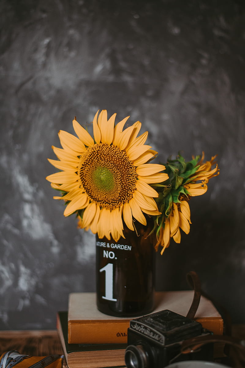 sunflowers, flowers, vase, books, camera, HD phone wallpaper