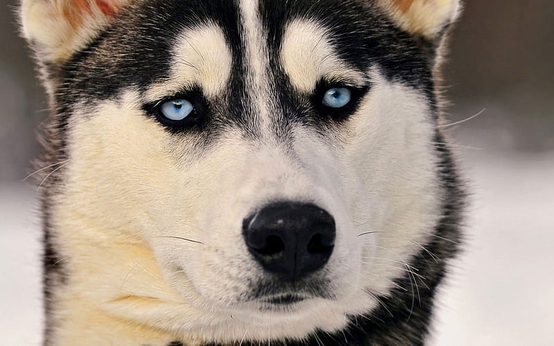 Siberian Husky, blue eyes, dogs, muzzle, HD wallpaper