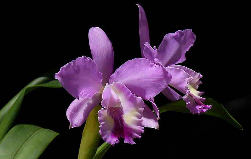 Orchid, flower, black, purple, HD wallpaper