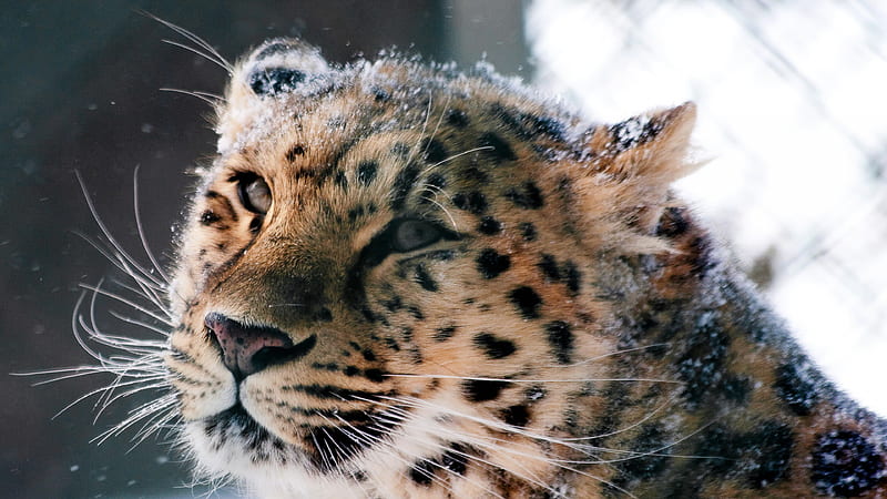 Amur Leopard Wild Cat, leopard, cat, wild, predator, animals, HD wallpaper