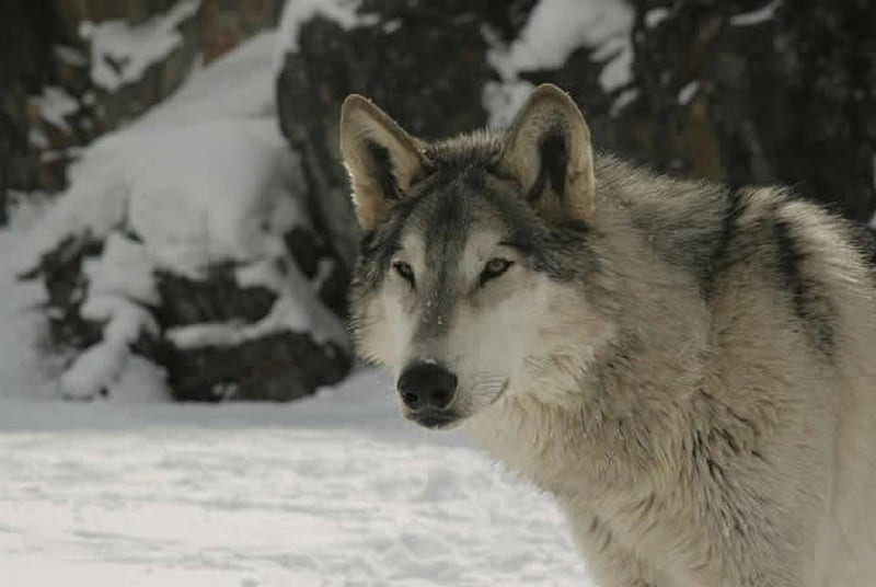 GRAY WOLF, snow, nature, Wolf, animals, winter, HD wallpaper