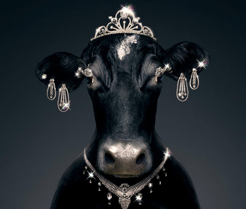 Precious cow, cow, black, creative, conrad jupiters, animal, fantasy, jewel, vaca, funny, humour, HD wallpaper