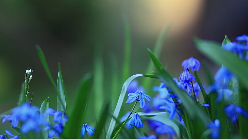 Diminutas flores azules, frescas, encantadoras, pequeñas, flores, hermosas,  azules, Fondo de pantalla HD | Peakpx