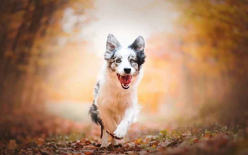 Australian Shepherd Dog, Black and White Dog, Autumn, Park, Puppy, Aussie, HD wallpaper