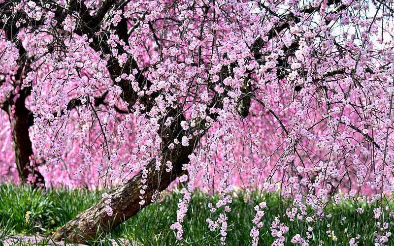 Cherry blossom, Pink, Sakura, Tree, Flowers, Nature, HD wallpaper | Peakpx