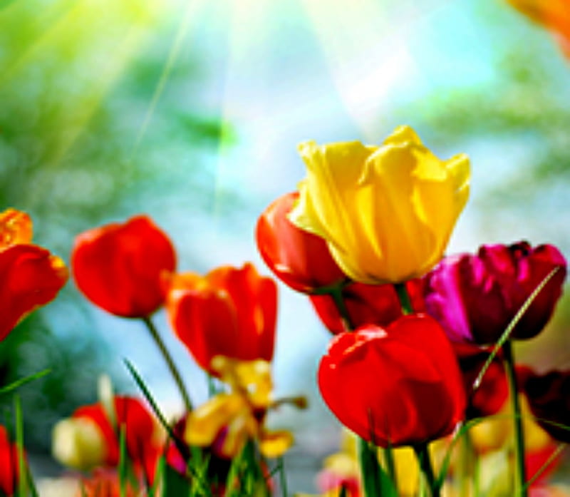 Afghanistan Tulips, Yellow, bonito, Tulipe, Afghanistan, Red, HD wallpaper