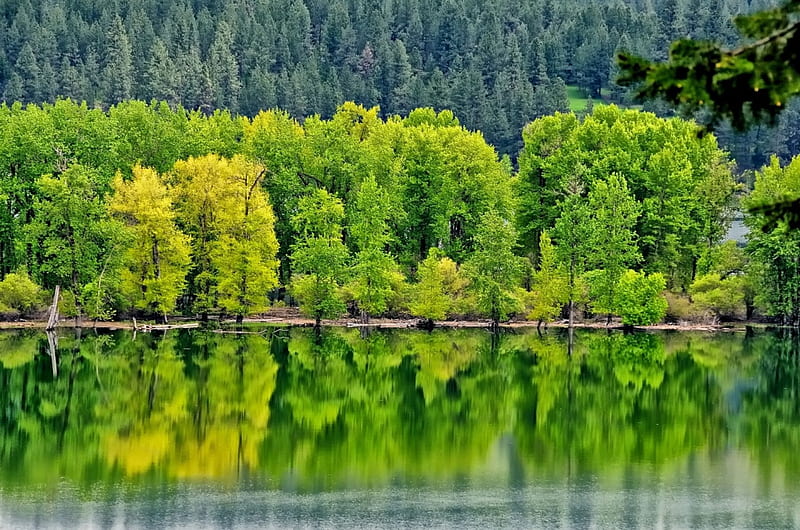 Green Mirror, anazing, high definition, bonito, firs, graphy, nice, green, beauty, forests, mirror, scenery, magnificent, amazing, reflex, lakes, trees, pines, water, surface, awesome, reflections, landscape, HD wallpaper