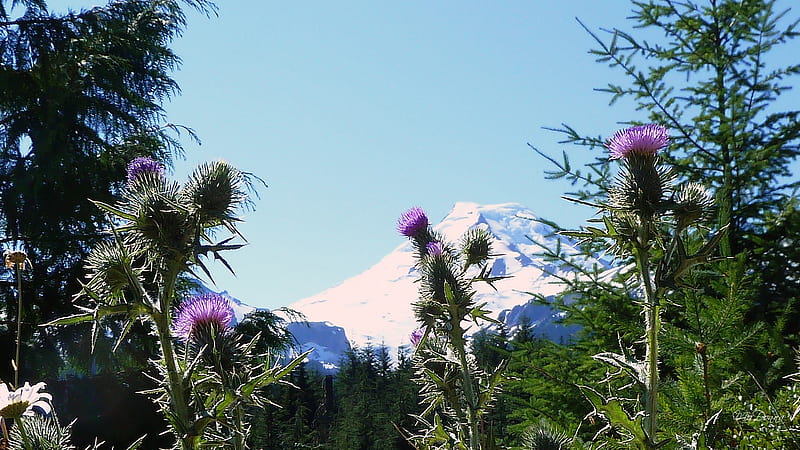 September Mount Baker, forest, mount baker, washington, purple flowers, thistle, trees, sky, volcano, mountain, HD wallpaper