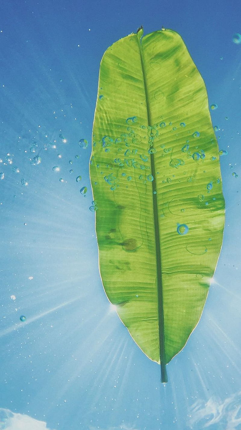 Banana leaf , banana leaf, light beams, water droplets, bright, lockscreen, HD phone wallpaper