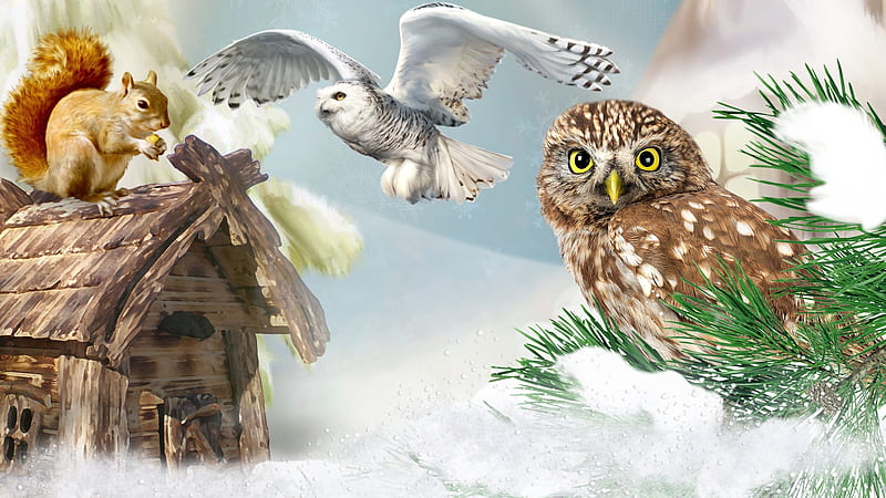 Winter Critters, Firefox theme, bird house, me, squirrel, snow, birds, owls, winter, HD wallpaper