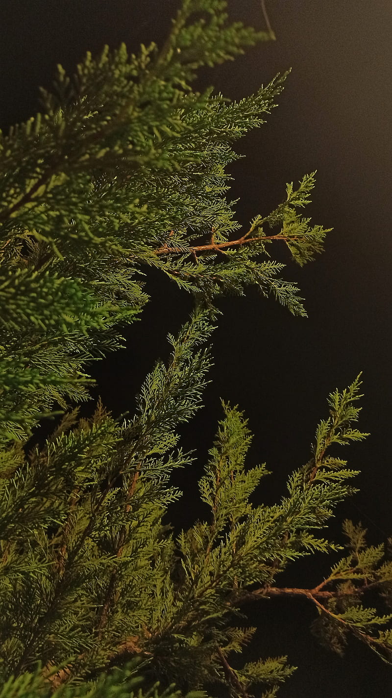 Pine Tree of Night, alone, black, dark, forest, light, sky, HD phone wallpaper