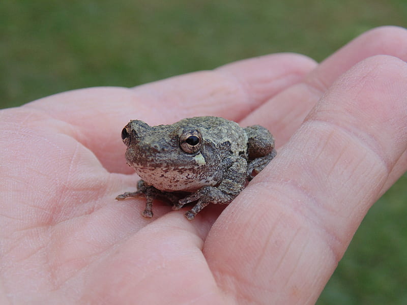 Cute Frog, cute, frogs, frog, beauty, animals, sweet, HD wallpaper | Peakpx