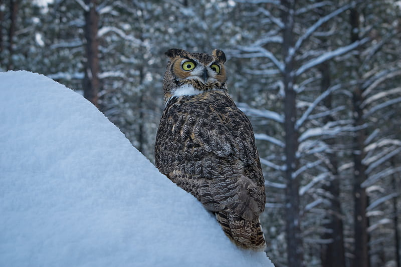 Birds, Owl, Bird, Snow, Wildlife, Winter, HD wallpaper