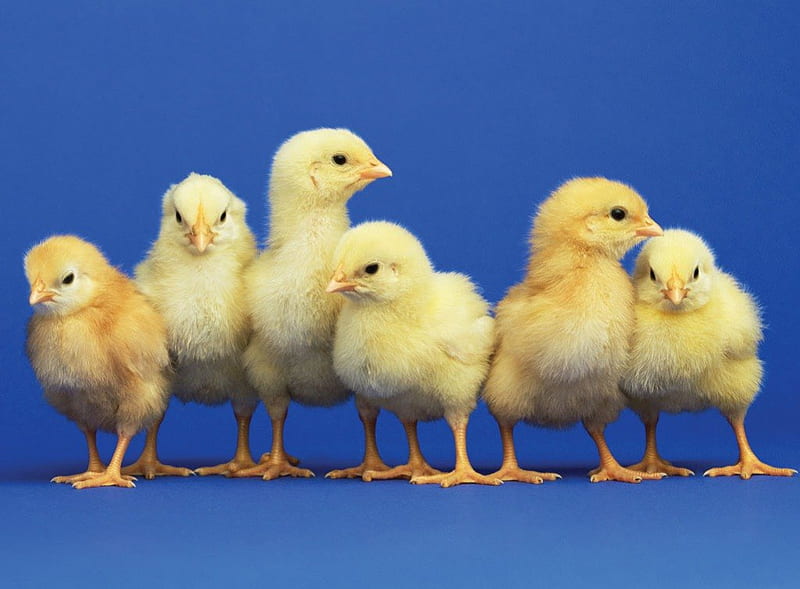 Cute little chickens, cute, chicken, domestic, easter, blue, HD wallpaper