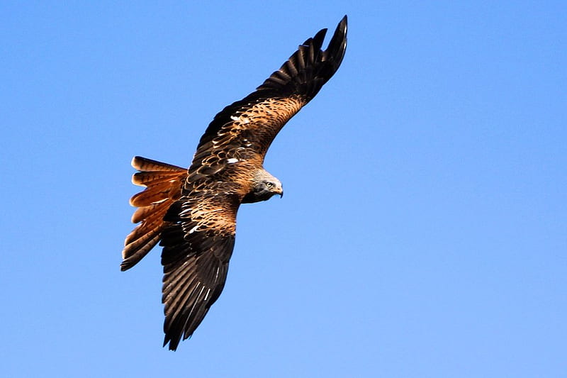 Red Tailed Hawk, hawk, sky, bird of prey, feathers, HD wallpaper