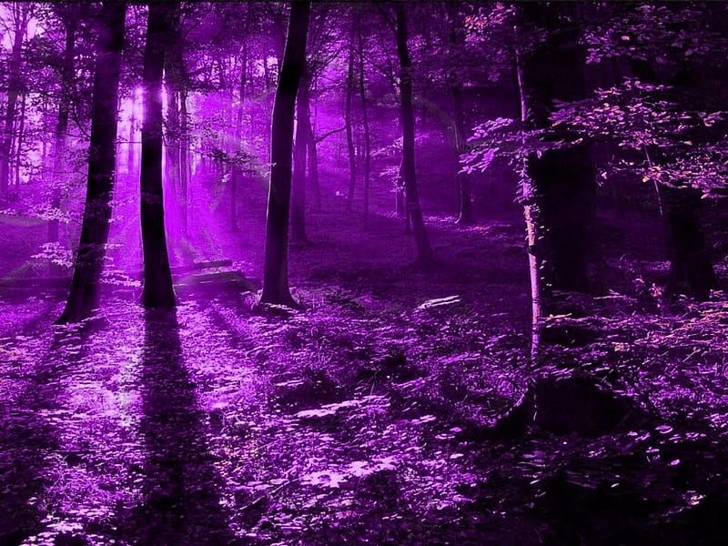 720P free download | PURPLE FOREST, forest, purple, trees, sunlight, HD ...