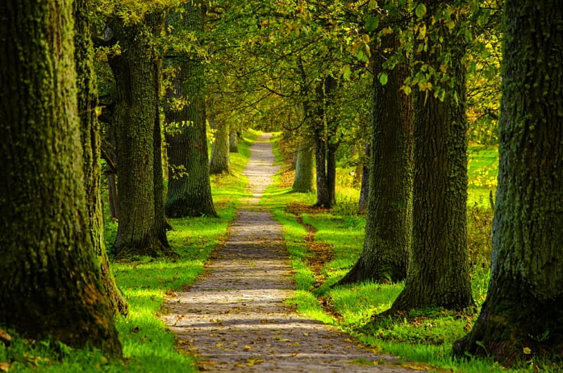 Path, forest, nature, walk, spring, park, road, trees, HD wallpaper