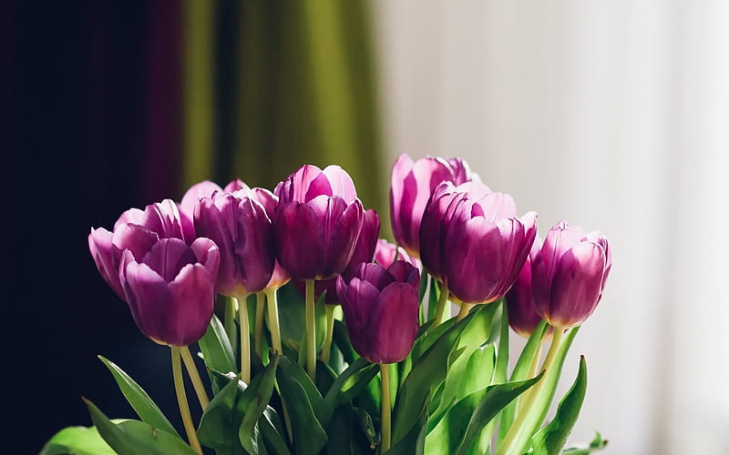 Purple tulips, spring flowers, bouquet of tulips, purple flowers, HD wallpaper
