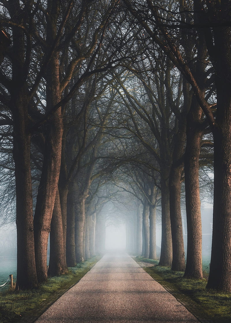 road, trees, fog, alley, nature, HD phone wallpaper