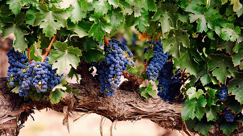Clusters of Grapes, fruit, grapes, leaves, delicious, food, vineyard, clusters, blue, HD wallpaper