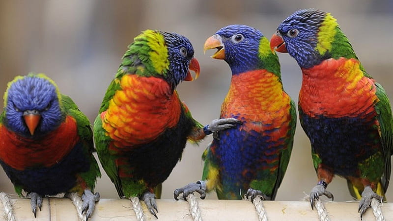 Rainbow Lorikeets, orange, birds, green, lorikeets, australian, interesting, funny, parrots, feathers, animals, blue, HD wallpaper
