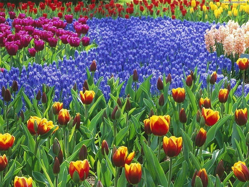 Colorful Tulips, red, pretty, purple, beautiful nature, flowers, yellow ...