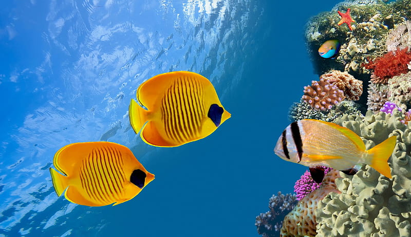 Tropical Reef, underwater, reef, fishes, ocean, coral, HD wallpaper ...