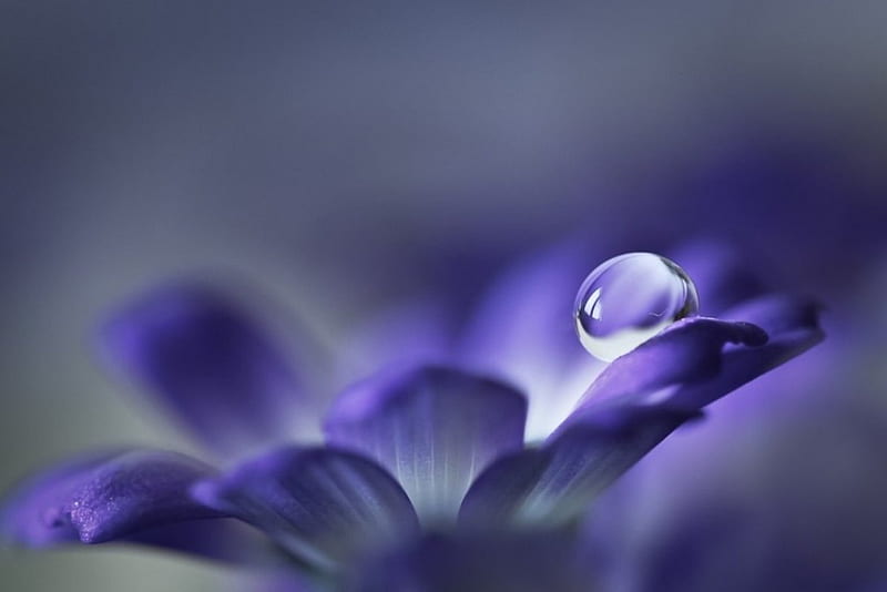 Flor, gota de agua, agua, púrpura, Fondo de pantalla HD | Peakpx