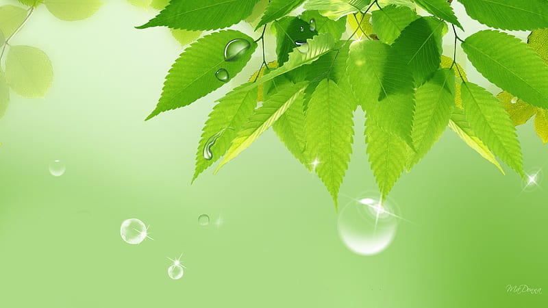 Spring Rains, tree, leaves, green, water drops, firefox persona, spring, rain, HD wallpaper