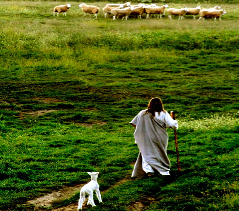 Found Lamb, White, Lamb, Sheep, Animals, Jesus, HD wallpaper
