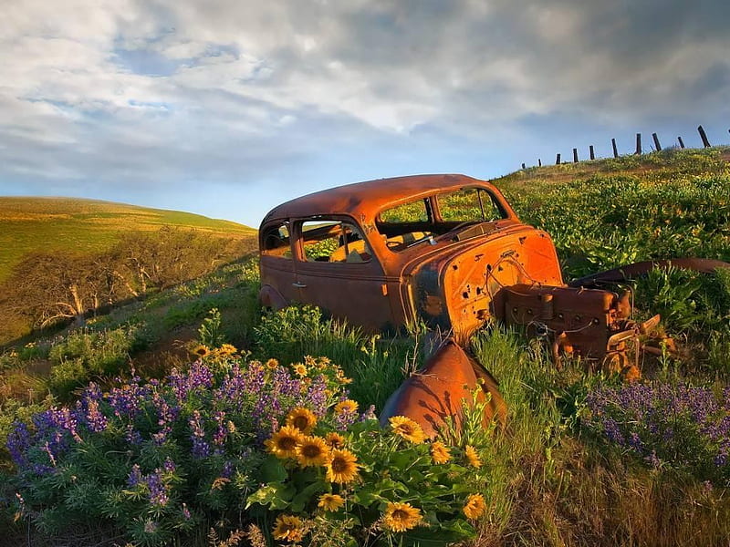 Rusty Landscape, hills, rusty car, sunflower, sky, clouds, green, wildflowers, rust, car, rusty, field, landscape, car wreck, HD wallpaper