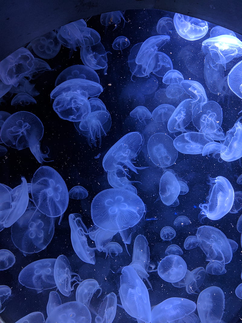 macro shot of jellyfish, HD phone wallpaper
