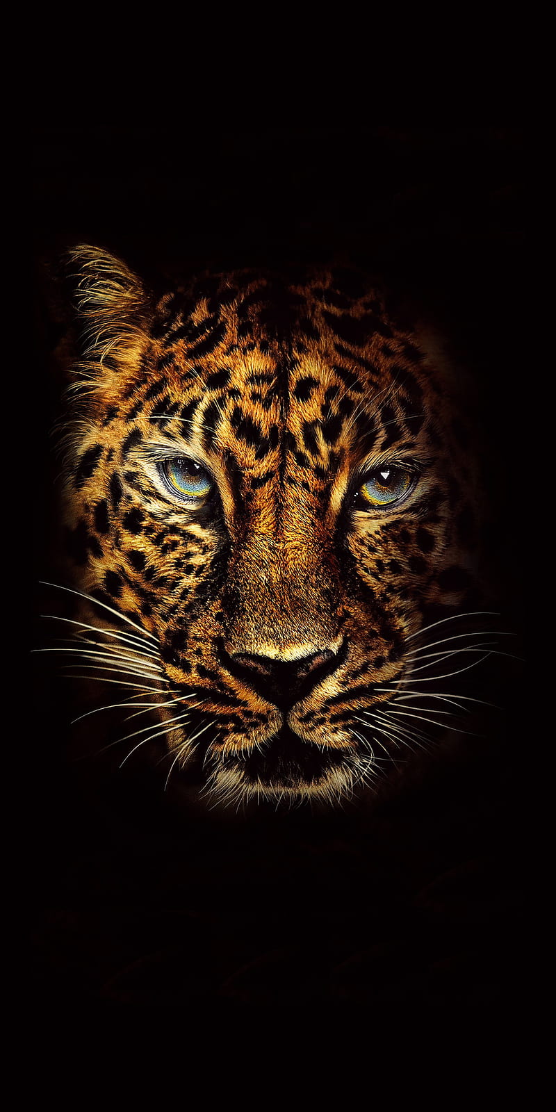 Jumanji Jaguar, animal, big cat, entertainment, film, jungle, movie, wild, HD phone wallpaper